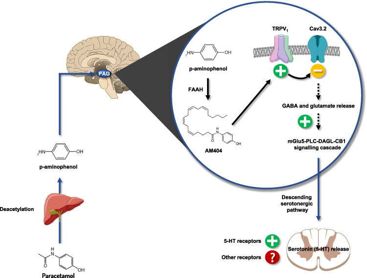 Diagram showing how paracetamol and codeine work together as an opioid analgesic for moderate pain relief