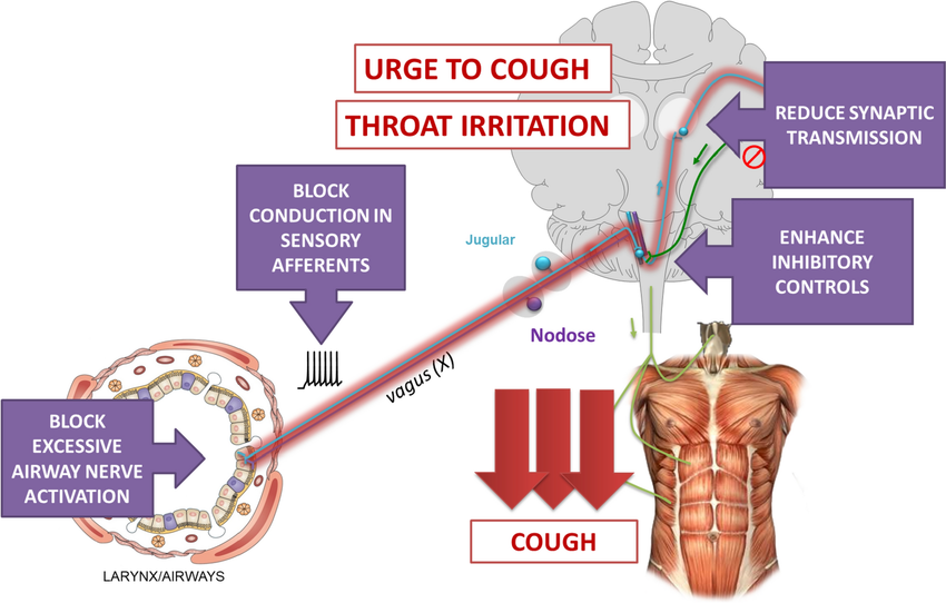 Clinical formulation of promethazine with codeine liquid medication in a transparent measuring cup.