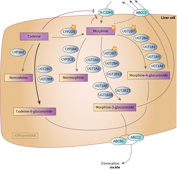Diagram demonstrating codeine painkiller mechanisms within pain receptors