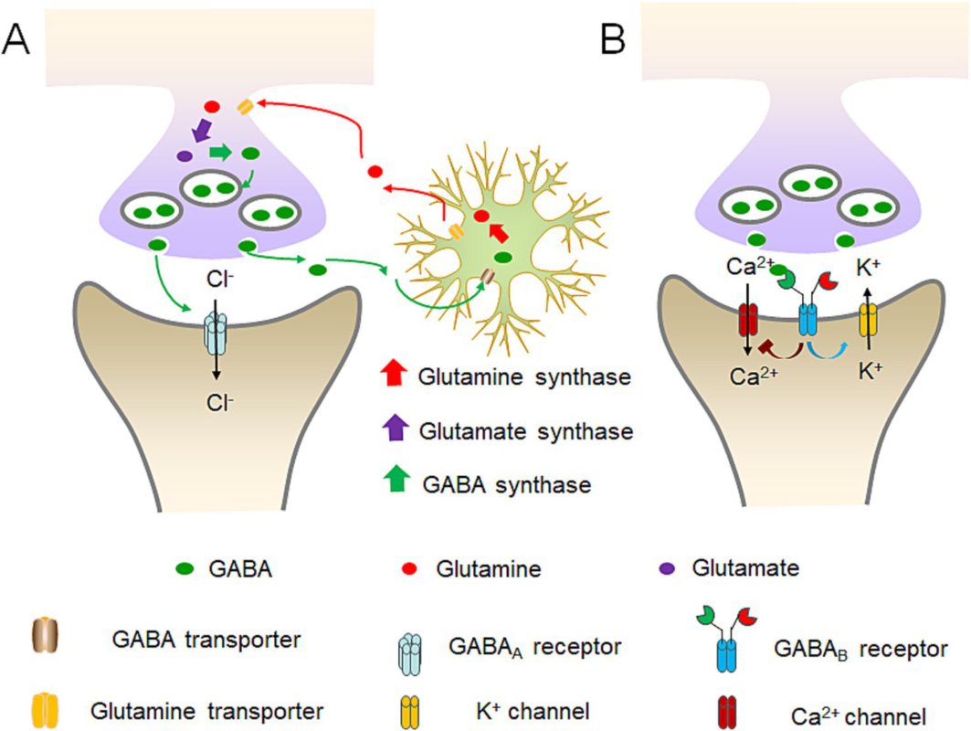 Diagram explaining what are benzodiazepines and GABA receptor interactions for anxiety treatment