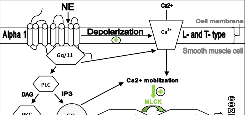 Informational graphic explaining phenylephrine hcl dosage and nasal congestion action